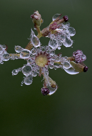 Dewdrops on Valerian seedhead, Mt. Rainier National Park, Washington
