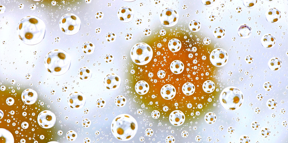 Oxeye daisies reflected in water droplets