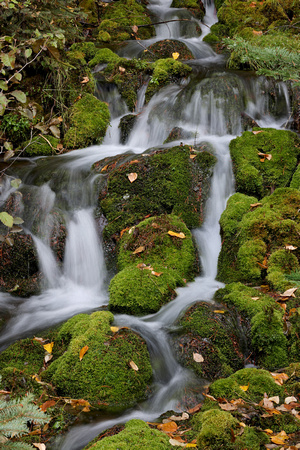 Mossy stream, eastern Washington