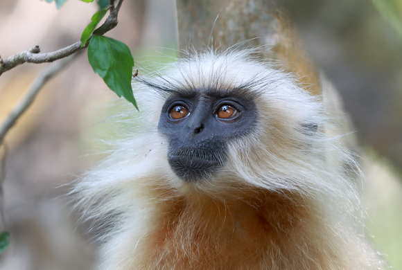 Golden langur closeup, Kakoijana Reserved Forest, Assam, India