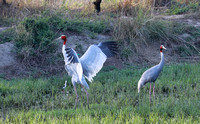 Sarus Cranes in field, Uttar Pradesh, India