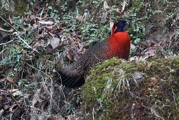 Satyr Tragopan, Singalila National Park, West Bengal, India