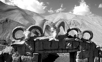 Bharal and argali skulls, Rumbak village, Ladakh, India