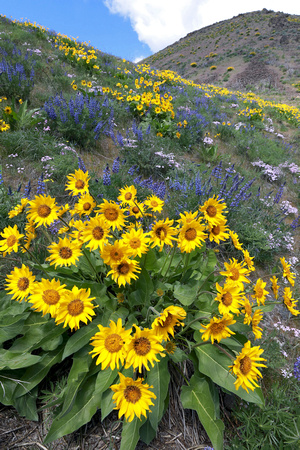 Wildflower medley, Waterworks Canyon, eastern Washington
