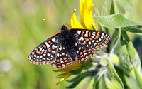 Taylor's Checkerspot (Euphydryas editha taylori) butterfly, dorsal view, western Washington