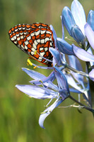 Taylor's Checkerspot (Euphydryas editha taylori) butterfly nectaring on camas flower, Washington