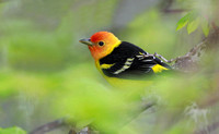 Western Tanager male with blurred vine-maple leaves, western Washington