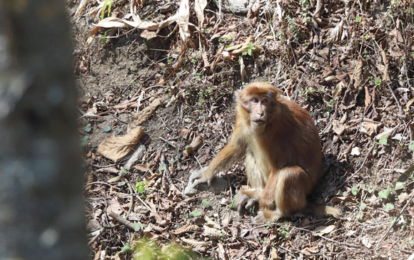 Arunachal macaque, Arunachal Pradesh, India