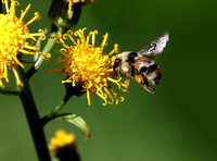 Two-formed Bumble Bee (Bombus bifarius) at tall silvercrown flower, eastern Washington