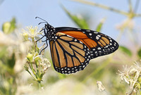 Monarch (Danaus plexippus), Benton County, Washington