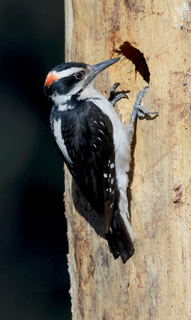 Hairy Woodpecker at nest hole, eastern Washington