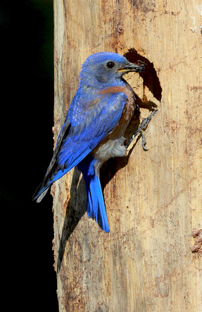 Western Bluebird male at nest hole, eastern Washington