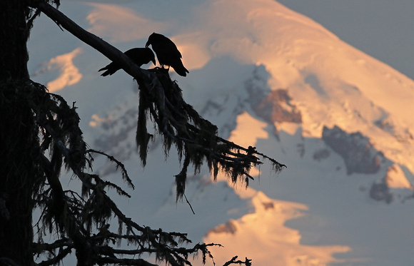 Silhouette of Common Ravens grooming with Mt. Rainier in background, White Pass, Washington