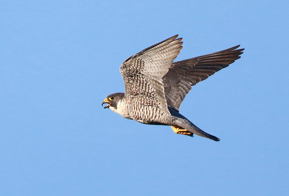 Peregrine Falcon in flight, western Washington