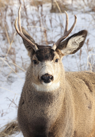 Male mule deer closeup, Okanogan Highlands, Washington