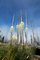 Beargrass flowers and snags (dead trees), William O. Douglas Wilderness, Washington