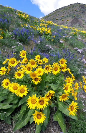 Wildflowers (balsamroot, lupines and phlox), eastern Washington