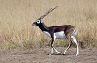 Male blackbuck (antelope), Velavadar Blackbuck Sanctuary, Gujarat, India