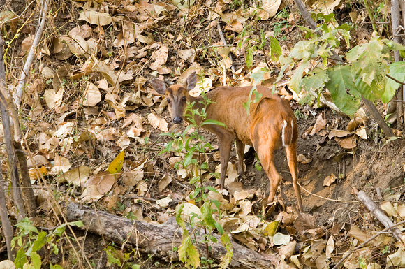 Female muntjac or barking deer, Kanha National Park, India