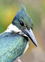 Green Kingfisher portrait, Cuiaba River, north Pantanal, Brazil