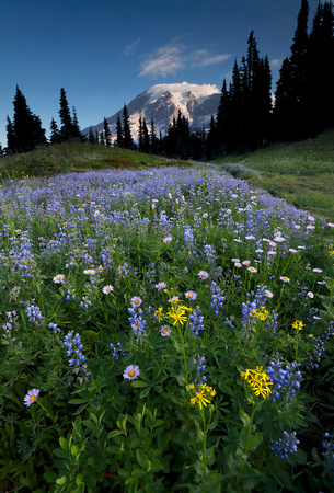 Wildflowers and Mt. Rainier, Mt. Rainier National Park, Washington