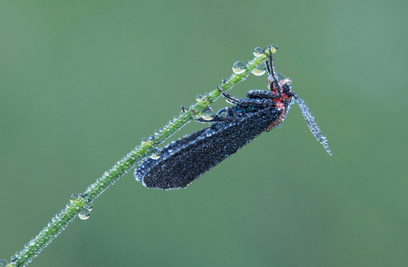 Dewy moth (Ctenucha rubroscapus), Gifford Pinchot National Forest, Washington