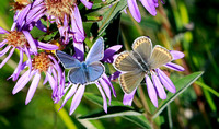Anna's Blue (Plebejus anna) butterfly pair on aster flowers, Mt. Rainier National Park, Washington