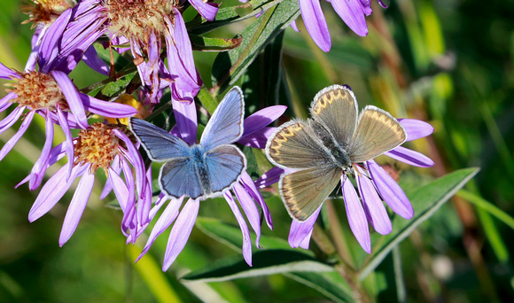 Anna's Blue (Plebejus anna) butterfly pair on aster flowers, Mt. Rainier National Park, Washington