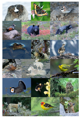 Mt. Rainier National Park  wildlife collage