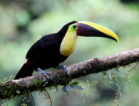 Yellow-throated Toucan, Costa Rica