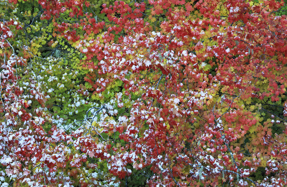 Vine-maple leaf color with snow, western Washington