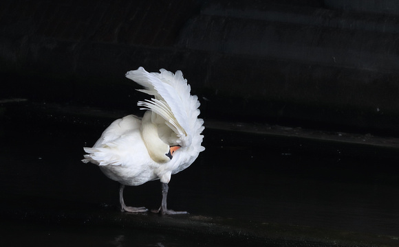 Mute Swan preening under canal bridge, Amsterdam