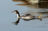 Great Crested Grebe stretching out it's leg, Keizersgracht canal, Amsterdam