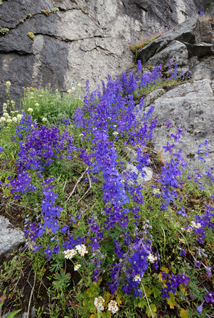 Rockslide Larkspurs (Delphinium glareosum), Mt. Rainier National Park, Washington