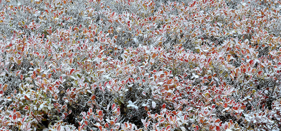 Snowy huckleberry plants, Mt. Rainier National Park, Washington