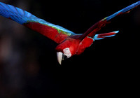 Red-and-Green Macaw closeup in flight, Buraco das Araras sinkhole, south Pantanal