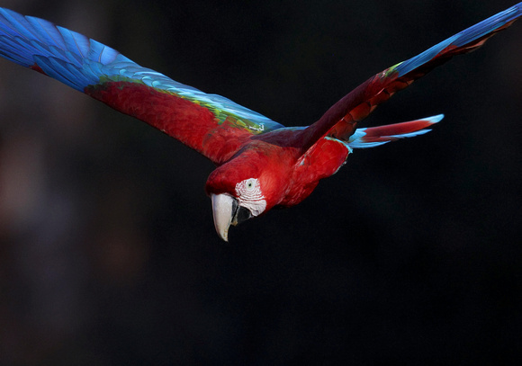 Red-and-Green Macaw closeup in flight, Buraco das Araras sinkhole, south Pantanal