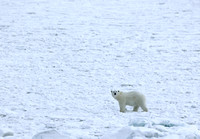 Polar bear male on ice sheet (2), Svalbard, Norway