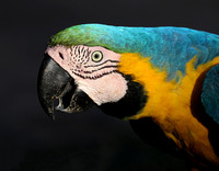 Blue-and-Yellow Macaw closeup, south Pantanal