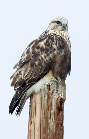 Rough-legged Hawk (light-phase) perched on power pole, eastern Washington