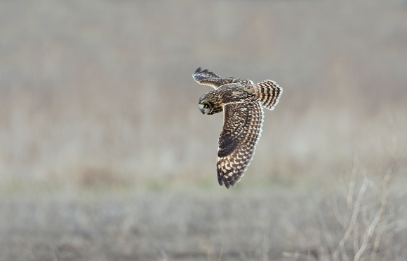 Short-eared Owl in flight, Samish Flats, Washington