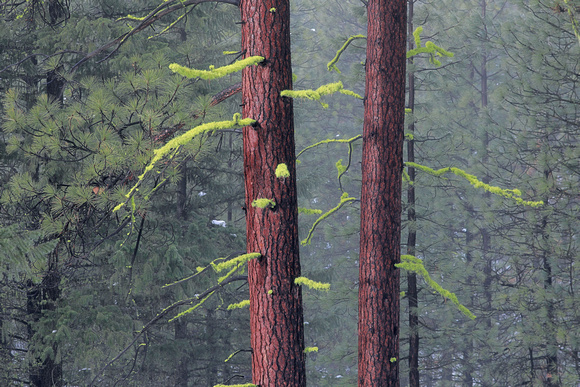Ponderosa pine trees festooned with "wolf moss" lichens, eastern Washington.