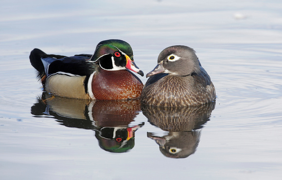 Wood Duck pair, Yakima, Washington