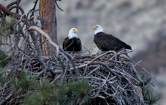 Bald Eagles at nest, eastern Washington