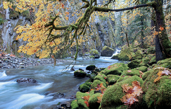 Skate Creek with fall colors, Gifford Pinchot National Forest, Washington