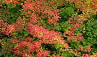 Vine-maple color, Mt. Rainier National Park, Washington