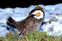 Sooty Grouse male displaying (2), Mt. Rainier National Park, Washington