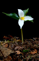 Western Trillium (Trillium ovatum), Packwood, Washington