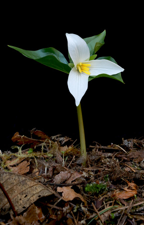 Western Trillium (Trillium ovatum), Packwood, Washington
