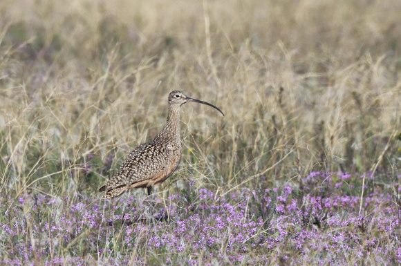 Long-billed Curlew on ground, eastern Washington